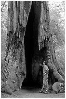 Visitor standing at the base of a hollowed-out redwood tree. Big Basin Redwoods State Park,  California, USA ( black and white)