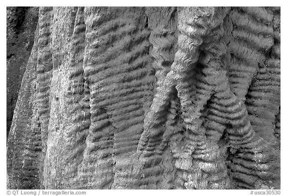 Bark texture of a redwood tree. Big Basin Redwoods State Park,  California, USA