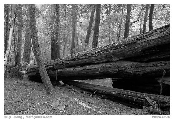 Fallen redwood tree. Big Basin Redwoods State Park,  California, USA