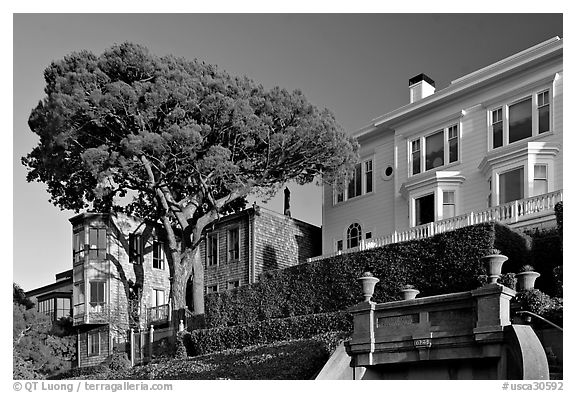 Tree and houses on hill, late afternoon. San Francisco, California, USA
