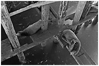 California sea lions rest under the pier. Santa Cruz, California, USA (black and white)