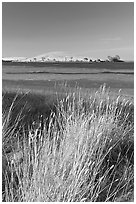 Summer grasses, Oneill Forebay, San Luis Reservoir State Recreation Area. California, USA (black and white)