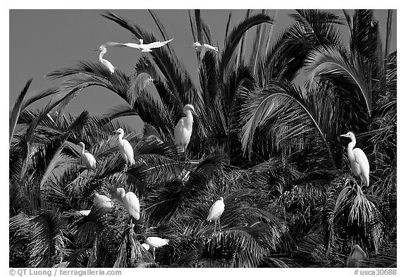 Egret rookery, Baylands. Palo Alto,  California, USA (black and white)