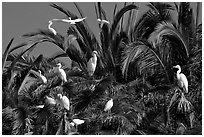 Egret rookery, Baylands. Palo Alto,  California, USA (black and white)