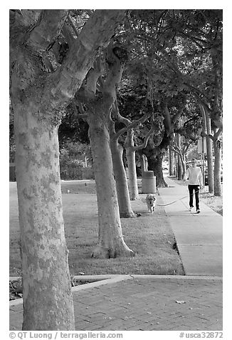 Woman walking her dog. Menlo Park,  California, USA