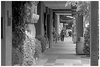 Shopping area of Santa Cruz avenue, the main downtown street. Menlo Park,  California, USA (black and white)