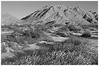 Wildflowers and Sheep Hole Mountains. California, USA (black and white)