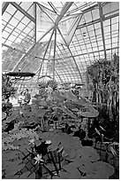 Aquatic plants section inside the Conservatory of Flowers. San Francisco, California, USA (black and white)
