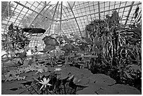 Water lilies in the the Conservatory of Flowers. San Francisco, California, USA ( black and white)