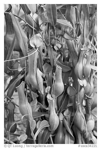 Carnivorous pitcher plant in the the Conservatory of Flowers. San Francisco, California, USA (black and white)