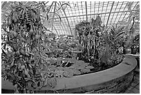 Carnivorous  plant in the Aquatic plants section of the Conservatory of Flowers. San Francisco, California, USA ( black and white)