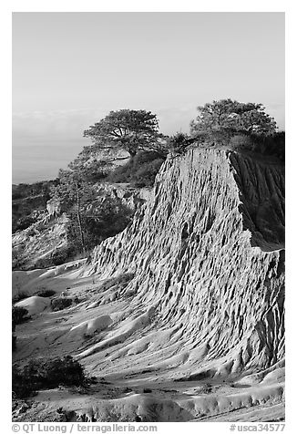 Broken Hill and Torrey Pines, sunrise, Torrey Pines State Preserve. La Jolla, San Diego, California, USA (black and white)