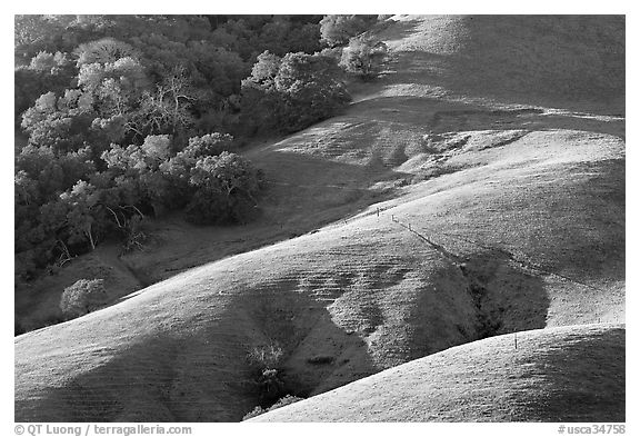 Hills and trees. Morro Bay, USA (black and white)
