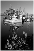 Flowers, fishing boats,and Morro Rock, morning. Morro Bay, USA ( black and white)