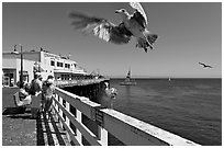 Seagull landing, Wharf. Santa Cruz, California, USA (black and white)