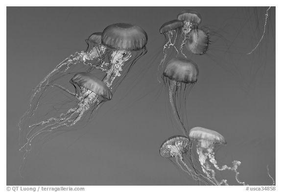 Graceful jellies, Monterey Bay Aquarium. Monterey, California, USA