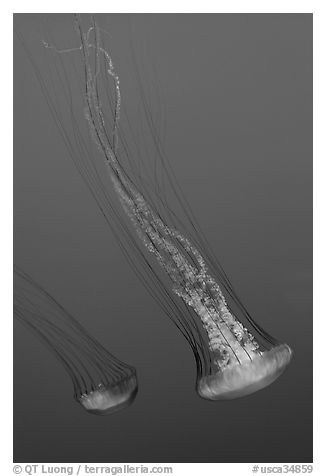 Two  Sea Nettle Jellies, Monterey Bay Aquarium. Monterey, California, USA (black and white)