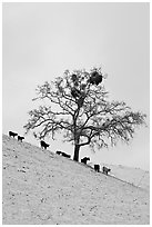 Cows and oak tree on snow-covered slope, Mount Hamilton Range foothills. San Jose, California, USA ( black and white)