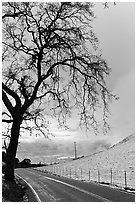 Mount Hamilton road winding on fresh snow covered hills. San Jose, California, USA (black and white)