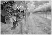 Grapes in vineyard, Gilroy. California, USA ( black and white)