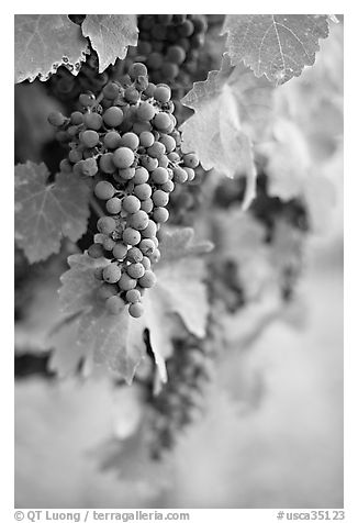 Grapes, Gilroy. California, USA (black and white)