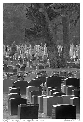 Dense headstones in cemetery, Colma. California, USA (black and white)
