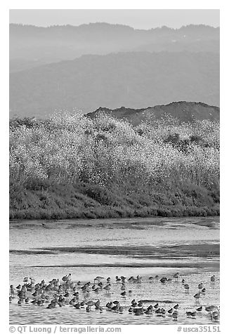 Birds on tidal flats and hills, Palo Alto Baylands. Palo Alto,  California, USA