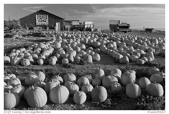 Rows of pumpkins on farm, late afternoon. California, USA (black and white)