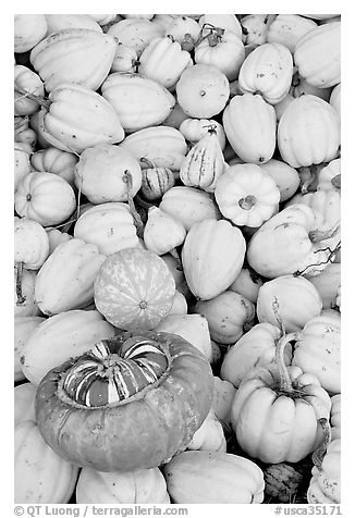 Small squashes and pumpkins. California, USA (black and white)