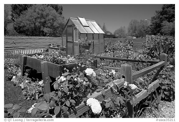 Roses and small shed, Sunset Gardens. Menlo Park,  California, USA (black and white)