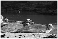 Seals and stream, Pescadero Creek State Beach. San Mateo County, California, USA (black and white)