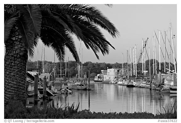 Palm tree and marina. Redwood City,  California, USA (black and white)