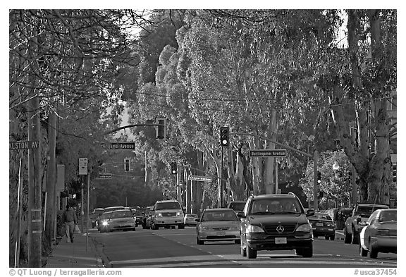 El Camino Real bordered by Eucalyptus trees. Burlingame,  California, USA (black and white)