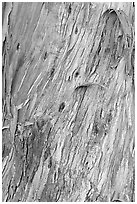 Bark of ucalyptus tree trunk. Burlingame,  California, USA ( black and white)