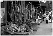 Flowers on Main Street, with family strolling by. Half Moon Bay, California, USA (black and white)
