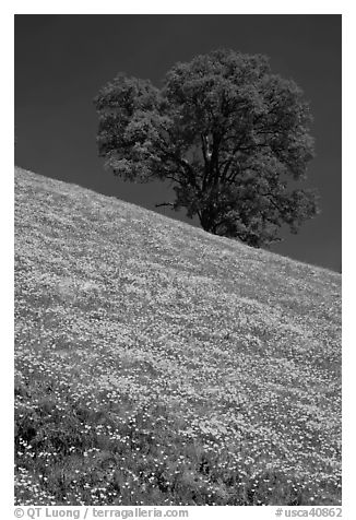 Hillside with California Poppies and oak tree. El Portal, California, USA