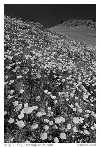 Hills covered with poppies and lupine. El Portal, California, USA (black and white)