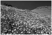 Sierra foothills covered with poppies and lupine. El Portal, California, USA (black and white)