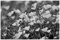 Close-up of poppy and lupine flowers. El Portal, California, USA ( black and white)