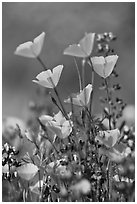 Close-up of California poppies and lupines. El Portal, California, USA (black and white)