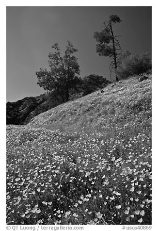 Hills with carpets of flowers and trees. El Portal, California, USA (black and white)