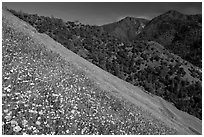 Poppies, popcorn flowers, and lupine on slope. El Portal, California, USA ( black and white)