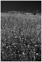 Lupine and hill. El Portal, California, USA ( black and white)
