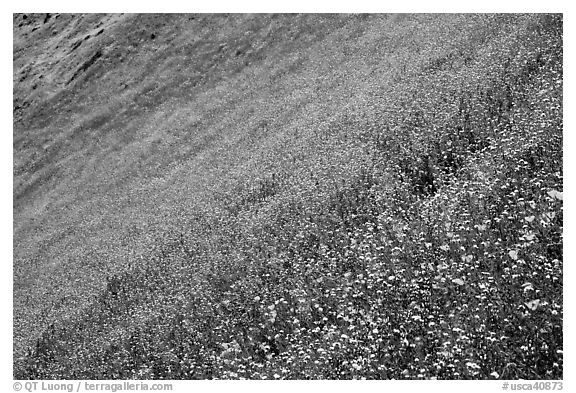 Slope covered with filed of spring wildflowers. El Portal, California, USA (black and white)