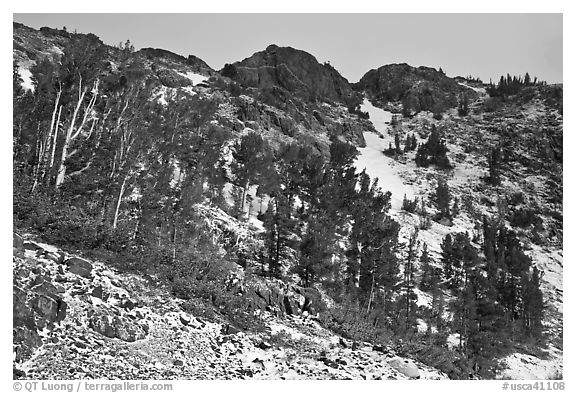 Trees and peaks with fresh snow. California, USA (black and white)