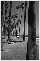 Man with bicycle laying on grass bellow beachside palm trees. Santa Barbara, California, USA ( black and white)