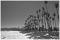 East Beach and palm trees. Santa Barbara, California, USA ( black and white)