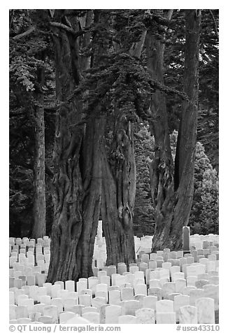 Gravestones and trees, San Francisco National Cemetery, Presidio. San Francisco, California, USA (black and white)