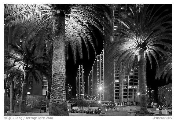 Palm trees and Embarcadero Center at night. San Francisco, California, USA (black and white)