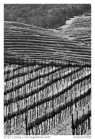 Hillside with rows of vines and yellow mustard flowers. Napa Valley, California, USA (black and white)